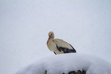 Stork in winter