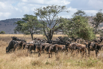 Wildebeest herd in Serengeti National Park of Tanzania, East Africa.