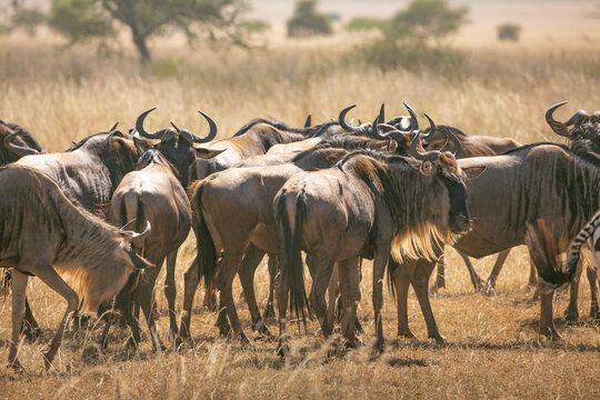 Wildebeest herd in Serengeti National Park of Tanzania, East Africa.