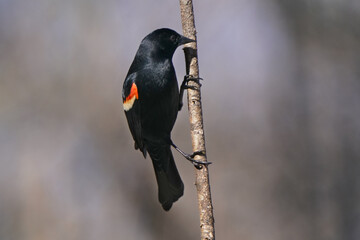 Red Winged blackbird perched on vertical perch on bright sunny but freezing cold late winter day in Provincial park