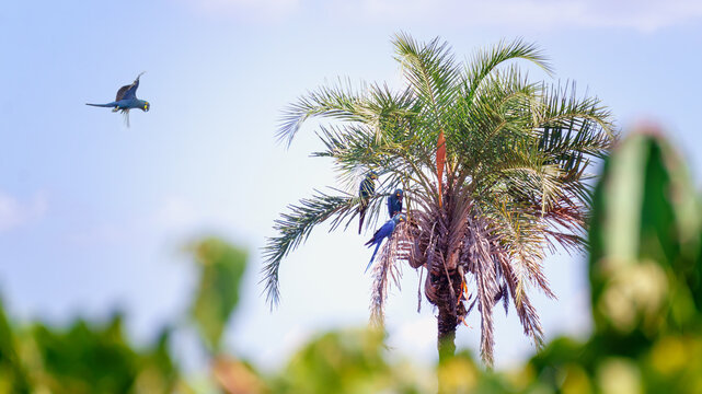 Blue Macaws on Ouricury palm