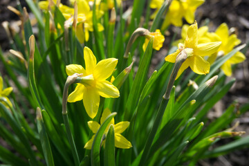 yellow flowers in the garden