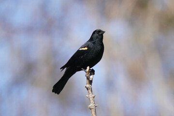 Red Winged blackbird perched on vertical perch on bright sunny but freezing cold late winter day in Provincial park