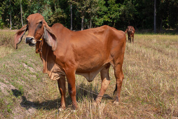 Hybrid cattle are being tethered in the middle of the barren meadow. Southeast asia
