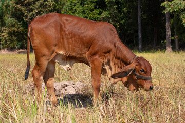 Naklejka premium Hybrid cattle are being tethered in the middle of the barren meadow. Southeast asia 