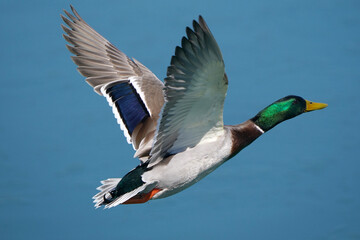 Obraz premium Mallard drake in flight by plain blue flat water in early spring in freezing cold in breeding plumage 