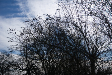 Trees scrub sky cloudy