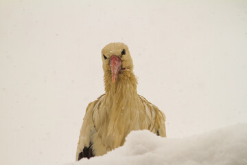 
Storks in winter