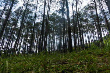 Naklejka premium Evergreen forest