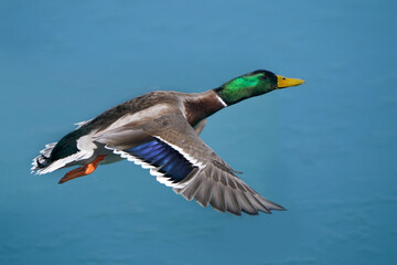 Fototapeta premium Mallard drake in flight by plain blue flat water in early spring in freezing cold in breeding plumage 