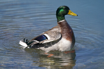Mallard drake in flight by plain blue flat water in early spring in freezing cold in breeding plumage
