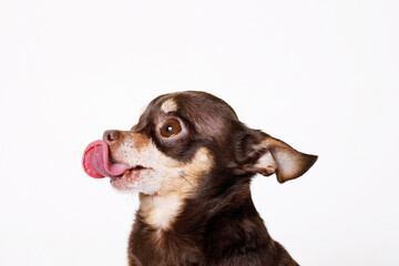Portraite of cute puppy toy terrier. Little smiling dog on white background. Free space for text.