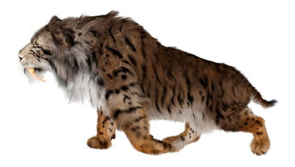 3D Rendering Sabertooth Tiger on White