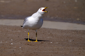Ring Billed gulls flying over bay or land and yelling his call at females in late winter but sunny day
