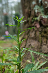 Wild plants on the edge of a hill or yard