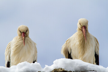 
Storks in winter