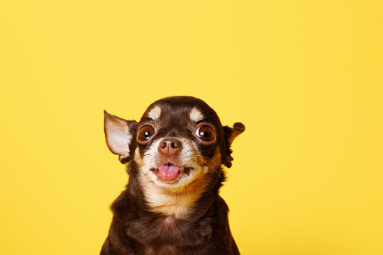 Portraite of cute puppy toy terrier. Little smiling dog on bright trendy yellow background. Free space for text.