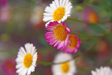 Fototapeta premium Mexikanisches Berufkraut Erigeron karvinskianus