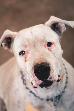 Dogo Argentino