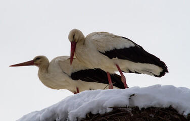 Stork couple in winter