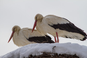 Stork after the onset of winter