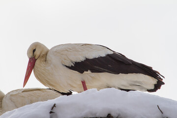 
Storks in winter