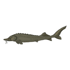 Sturgeon Cartoon Fish Vector Illustration.