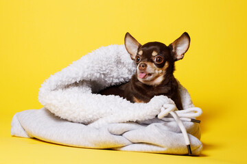 Portraite of cute puppy toy terrier  lying on plaid. Little smiling dog on bright trendy yellow background. Free space for text.