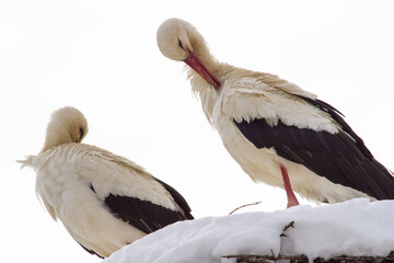 Stork in winter