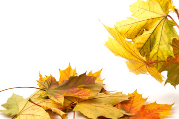 Autumn leaf close-up on white background. rich color background