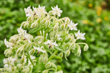 Borraja - Borago officinalis