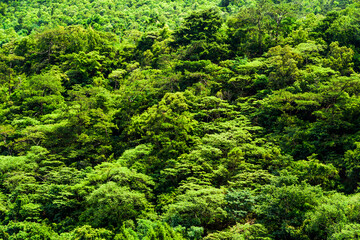 Obraz premium the beautiful green forest as a background