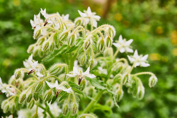 Borraja - Borago officinalis