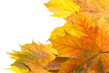 Autumn leaf close-up on white background. rich color background