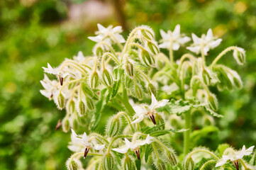Borraja - Borago officinalis
