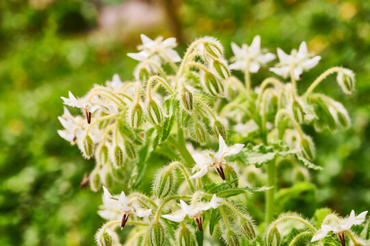 Borraja - Borago officinalis
