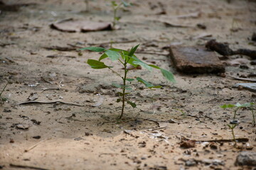 plant in soil