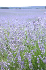 Fototapeta na wymiar Field of Lavender, Lavandula angustifolia, Lavandula officinalis 