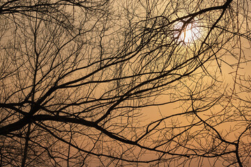 The setting sun shines through light clouds and tree branches. Abstraction, geometry