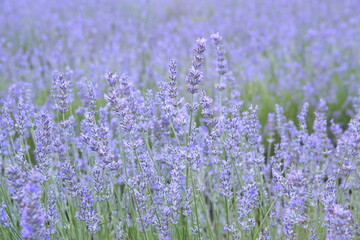 Naklejka premium Field of Lavender, Lavandula angustifolia, Lavandula officinalis 