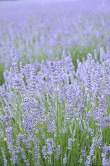 Fototapeta premium Field of Lavender, Lavandula angustifolia, Lavandula officinalis 