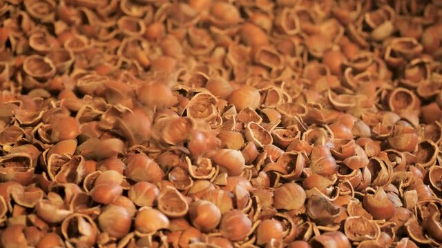 Hazelnuts empty shells falling at production factory