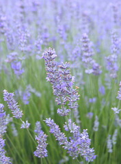 Obraz premium Field of Lavender, Lavandula angustifolia, Lavandula officinalis 