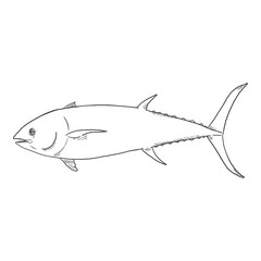 Tuna Sketch Fish Vector Illustration.