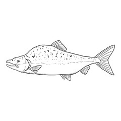 Sketch Humpback Salmon Fish Vector Illustration.