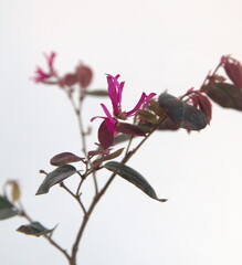 Blossom of Loropetalum chinense rubrum, branch with flower with  pink - purple, magenta petals