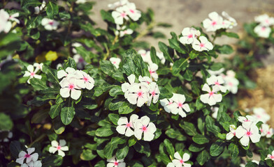 Naklejka premium Madagascar Periwinkle, small white five-petal flower grows in the natural garden in guayaquil ecuador