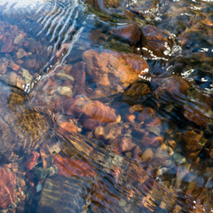 Fototapeta na wymiar Clean and clear water in stream, stones at the bottom of shallow creek