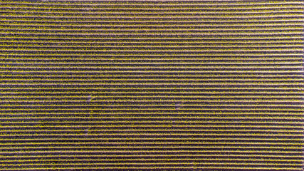 Aerial view captured by drone showing rows of yellow daffodil field on a flower farm in Washington state