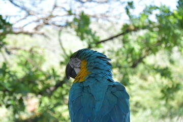 Lora, guacamayo, ave, pajaro, paisaje, arboles y naturaleza